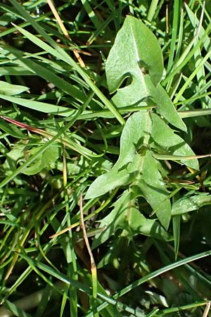 Taraxacum clemens \ Gn&auml;diger L�wenzahn / Merciful Dandelion, D Karlsruhe 5.4.2024