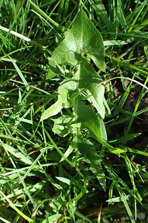 Taraxacum clemens \ Gn&auml;diger L�wenzahn / Merciful Dandelion, D Karlsruhe 5.4.2024