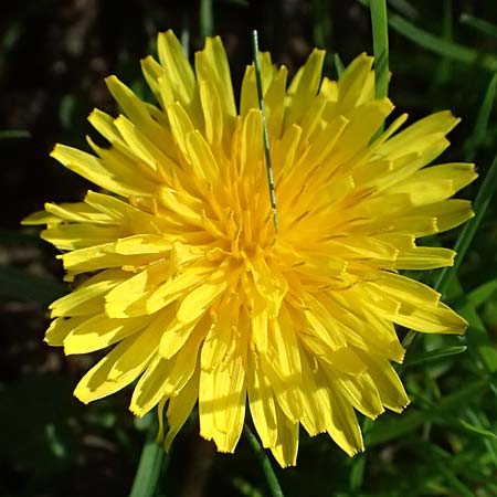 Taraxacum clemens \ Gn&auml;diger L�wenzahn / Merciful Dandelion, D Karlsruhe 5.4.2024