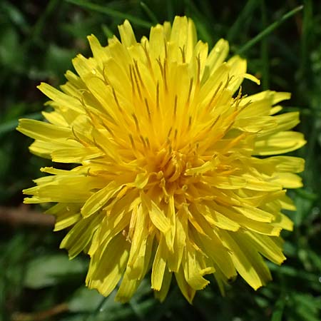 Taraxacum clemens \ Gn&auml;diger L�wenzahn / Merciful Dandelion, D Karlsruhe 5.4.2024