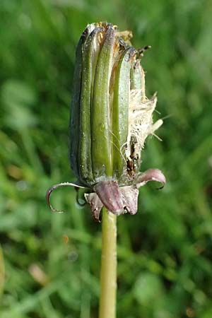 Taraxacum clemens \ Gn&auml;diger L�wenzahn / Merciful Dandelion, D Karlsruhe 5.4.2024