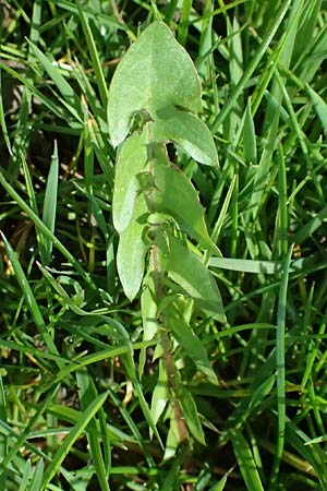 Taraxacum clemens \ Gn&auml;diger L�wenzahn / Merciful Dandelion, D Karlsruhe 5.4.2024