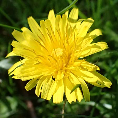 Taraxacum clemens \ Gn&auml;diger L�wenzahn / Merciful Dandelion, D Karlsruhe 5.4.2024