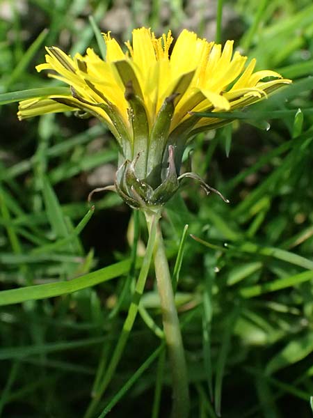 Taraxacum clemens \ Gn&auml;diger L�wenzahn / Merciful Dandelion, D Karlsruhe 5.4.2024