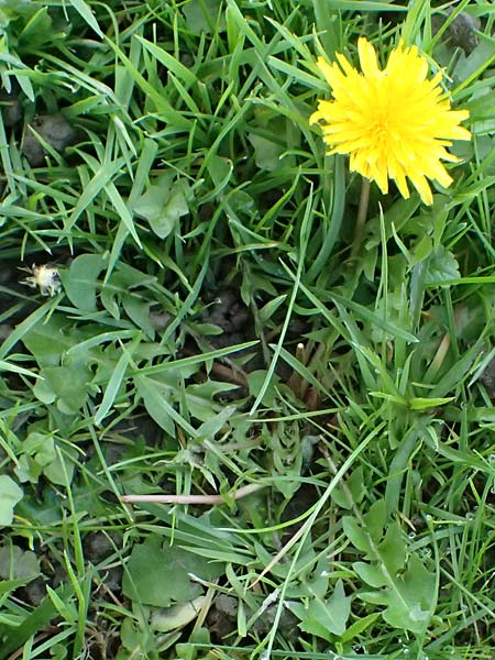 Taraxacum clemens \ Gn&auml;diger L�wenzahn / Merciful Dandelion, D Karlsruhe 5.4.2024
