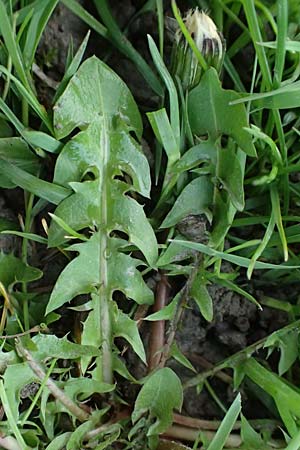 Taraxacum clemens \ Gn&auml;diger L�wenzahn / Merciful Dandelion, D Karlsruhe 5.4.2024