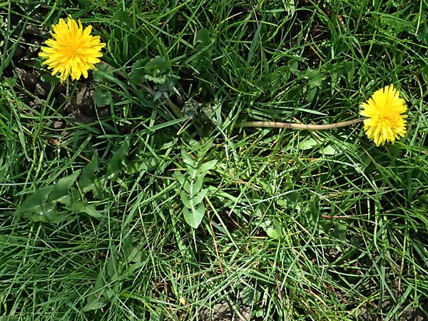 Taraxacum clemens \ Gn&auml;diger L�wenzahn / Merciful Dandelion, D Karlsruhe 5.4.2024