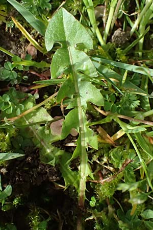Taraxacum clemens \ Gn&auml;diger L�wenzahn / Merciful Dandelion, D Bietigheim (Baden) 8.4.2024