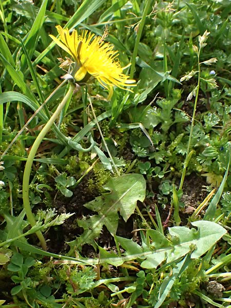 Taraxacum clemens \ Gn&auml;diger L�wenzahn / Merciful Dandelion, D Bietigheim (Baden) 8.4.2024