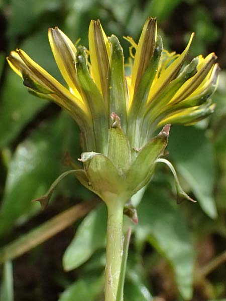 Taraxacum clemens \ Gn&auml;diger L�wenzahn / Merciful Dandelion, D Bietigheim (Baden) 8.4.2024