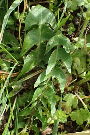 Taraxacum clemens \ Gn&auml;diger L�wenzahn / Merciful Dandelion, D Bietigheim (Baden) 8.4.2024