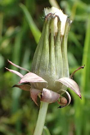 Taraxacum clemens \ Gn&auml;diger L�wenzahn / Merciful Dandelion, D Bietigheim (Baden) 8.4.2024