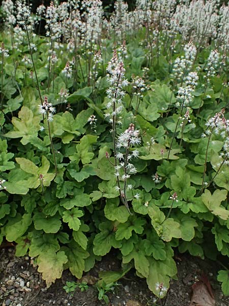 Tiarella cordifolia / Heartleaf Foamflower, False Mitrewort, D Duisburg 19.6.2025