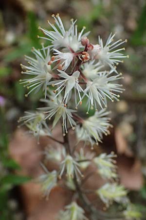 Tiarella cordifolia / Heartleaf Foamflower, False Mitrewort, D Duisburg 19.6.2025