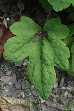 Tiarella cordifolia / Heartleaf Foamflower, False Mitrewort, D Duisburg 19.6.2025