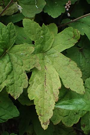 Tiarella cordifolia / Heartleaf Foamflower, False Mitrewort, D Duisburg 19.6.2025