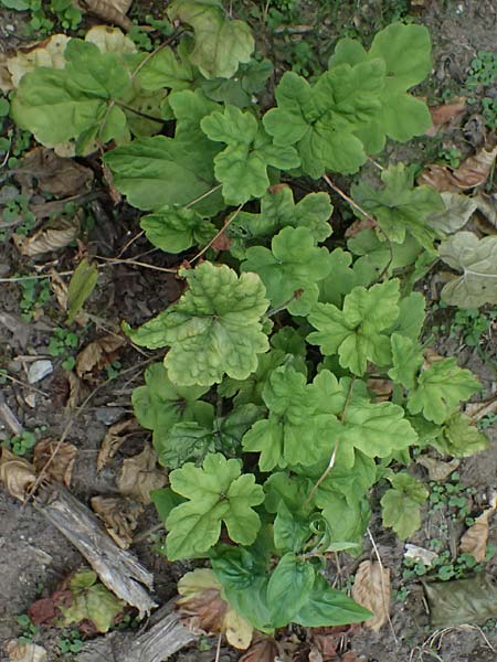 Tiarella cordifolia / Heartleaf Foamflower, False Mitrewort, D Duisburg 19.6.2025