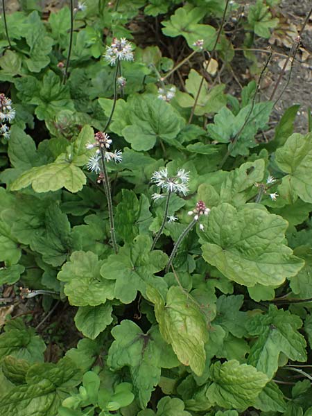 Tiarella cordifolia / Heartleaf Foamflower, False Mitrewort, D Duisburg 19.6.2025