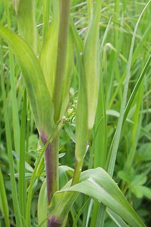 Tragopogon minor \ Kleiner Wiesen-Bocksbart, Kleink�pfiger Bocksbart / Minor Goat's-Beard, D R&uuml;sselsheim 13.5.2010