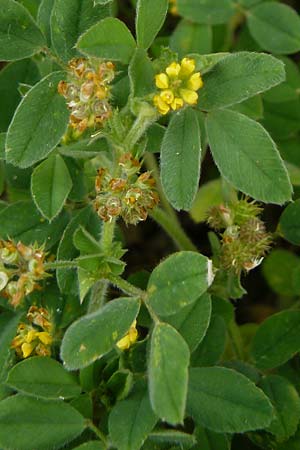 Trifolium dubium \ Faden-Klee, Zweifelhafter Klee / Lesser Hop Clover, D Mannheim 4.5.2024