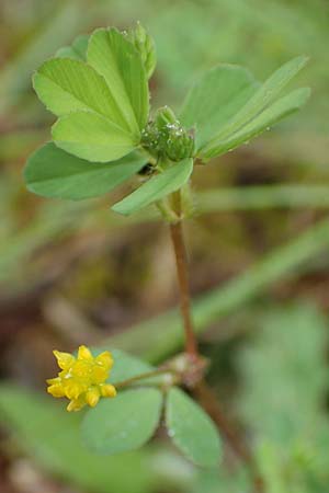 Trifolium dubium \ Faden-Klee, Zweifelhafter Klee / Lesser Hop Clover, D Erlenbach am Main 20.5.2017