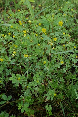 Trifolium dubium \ Faden-Klee, Zweifelhafter Klee / Lesser Hop Clover, D Erlenbach am Main 20.5.2017