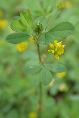 Trifolium dubium \ Faden-Klee, Zweifelhafter Klee / Lesser Hop Clover, D Erlenbach am Main 20.5.2017
