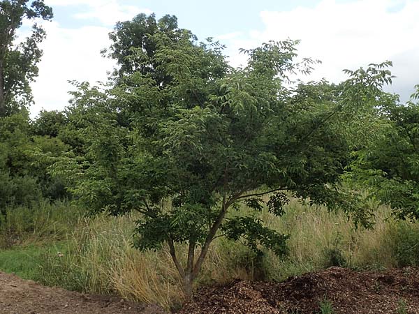 Tetradium daniellii \ Samthaarige Stink-Esche, Bienenbaum / Bee Bee Tree, Korean Evodia, D Gro&szlig;-Gerau 15.7.2017