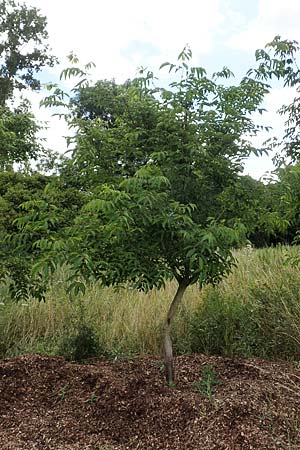 Tetradium daniellii, Samthaarige Stink-Esche, Bienenbaum