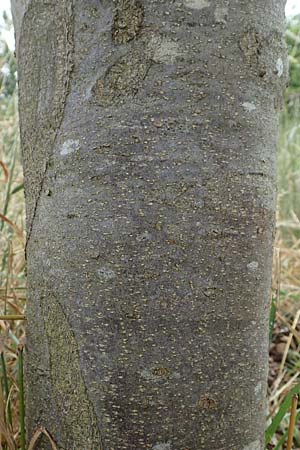 Tetradium daniellii \ Samthaarige Stink-Esche, Bienenbaum / Bee Bee Tree, Korean Evodia, D Gro&szlig;-Gerau 15.7.2017