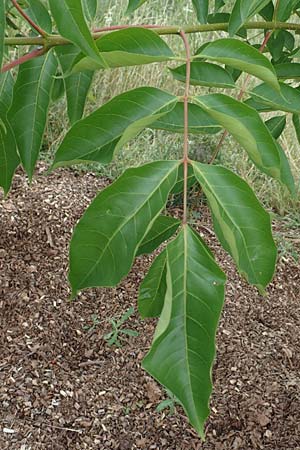 Tetradium daniellii \ Samthaarige Stink-Esche, Bienenbaum / Bee Bee Tree, Korean Evodia, D Gro&szlig;-Gerau 15.7.2017