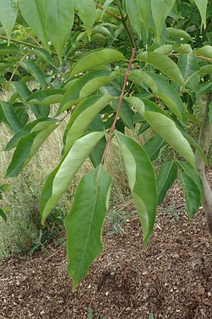 Tetradium daniellii \ Samthaarige Stink-Esche, Bienenbaum / Bee Bee Tree, Korean Evodia, D Gro&szlig;-Gerau 15.7.2017