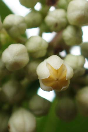 Tetradium daniellii \ Samthaarige Stink-Esche, Bienenbaum / Bee Bee Tree, Korean Evodia, D Gro&szlig;-Gerau 15.7.2017