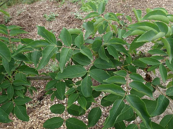 Tetradium daniellii \ Samthaarige Stink-Esche, Bienenbaum / Bee Bee Tree, Korean Evodia, D Gro&szlig;-Gerau 15.7.2017