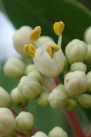 Tetradium daniellii \ Samthaarige Stink-Esche, Bienenbaum / Bee Bee Tree, Korean Evodia, D Gro&szlig;-Gerau 15.7.2017