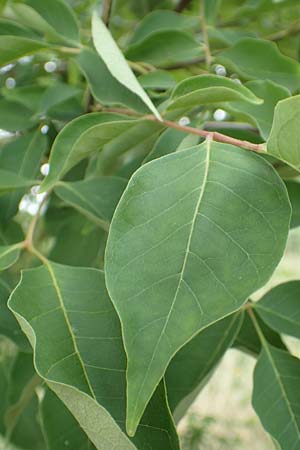 Tetradium daniellii \ Samthaarige Stink-Esche, Bienenbaum / Bee Bee Tree, Korean Evodia, D Gro&szlig;-Gerau 15.7.2017