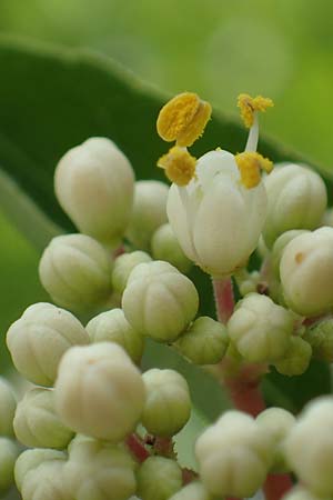 Tetradium daniellii \ Samthaarige Stink-Esche, Bienenbaum / Bee Bee Tree, Korean Evodia, D Gro&szlig;-Gerau 15.7.2017