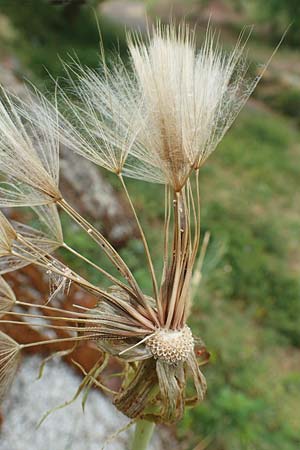 Tragopogon dubius \ Gro�er Bocksbart / Goat's-Beard, D Hemsbach 4.6.2020