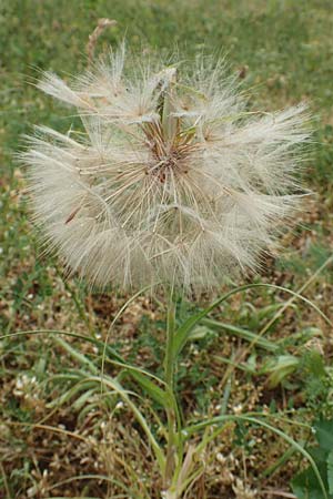 Tragopogon dubius \ Gro�er Bocksbart / Goat's-Beard, D Hemsbach 4.6.2020