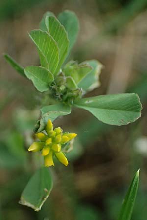 Trifolium dubium \ Faden-Klee, Zweifelhafter Klee / Lesser Hop Clover, D Bad Camberg 4.5.2025