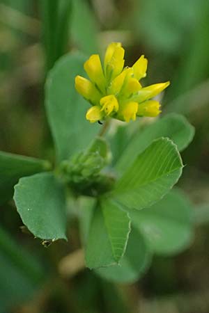 Trifolium dubium \ Faden-Klee, Zweifelhafter Klee / Lesser Hop Clover, D Bad Camberg 4.5.2025