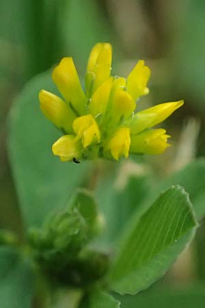 Trifolium dubium \ Faden-Klee, Zweifelhafter Klee / Lesser Hop Clover, D Bad Camberg 4.5.2025