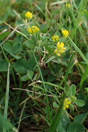 Trifolium dubium \ Faden-Klee, Zweifelhafter Klee / Lesser Hop Clover, D Bad Camberg 4.5.2025