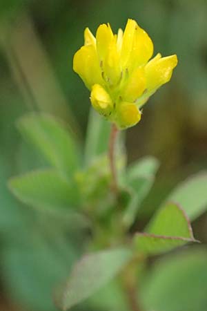 Trifolium dubium \ Faden-Klee, Zweifelhafter Klee / Lesser Hop Clover, D Bad Camberg 4.5.2025