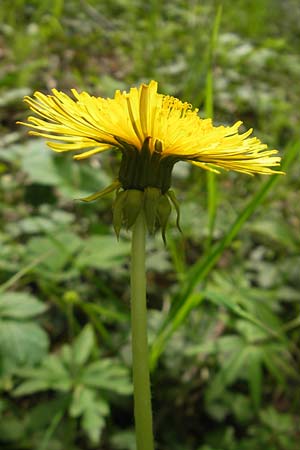 Taraxacum ekmanii ? \ Ekmans L�wenzahn / Ekman's Dandelion, D Rheinhessen, Wendelsheim 29.4.2010