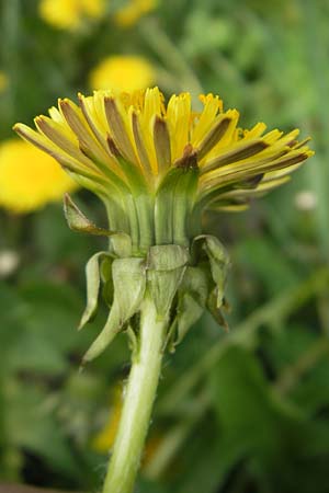Taraxacum ekmanii ? \ Ekmans L�wenzahn / Ekman's Dandelion, D Gau-Bickelheim 29.4.2010