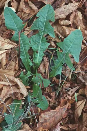 Taraxacum ekmanii ? \ Ekmans L�wenzahn / Ekman's Dandelion, D Mannheim 6.11.2015