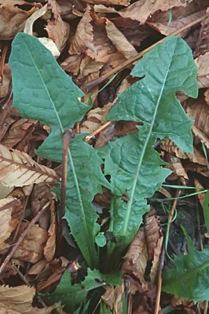 Taraxacum ekmanii ? \ Ekmans L�wenzahn / Ekman's Dandelion, D Mannheim 6.11.2015