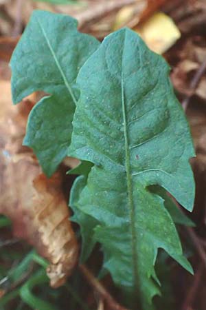 Taraxacum ekmanii ? \ Ekmans L�wenzahn / Ekman's Dandelion, D Mannheim 6.11.2015