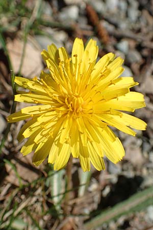 Taraxacum hollandicum \ Holl&auml;ndischer Sumpf-L�wenzahn / Dutch Marsh Dandelion, D Konstanz 24.4.2018